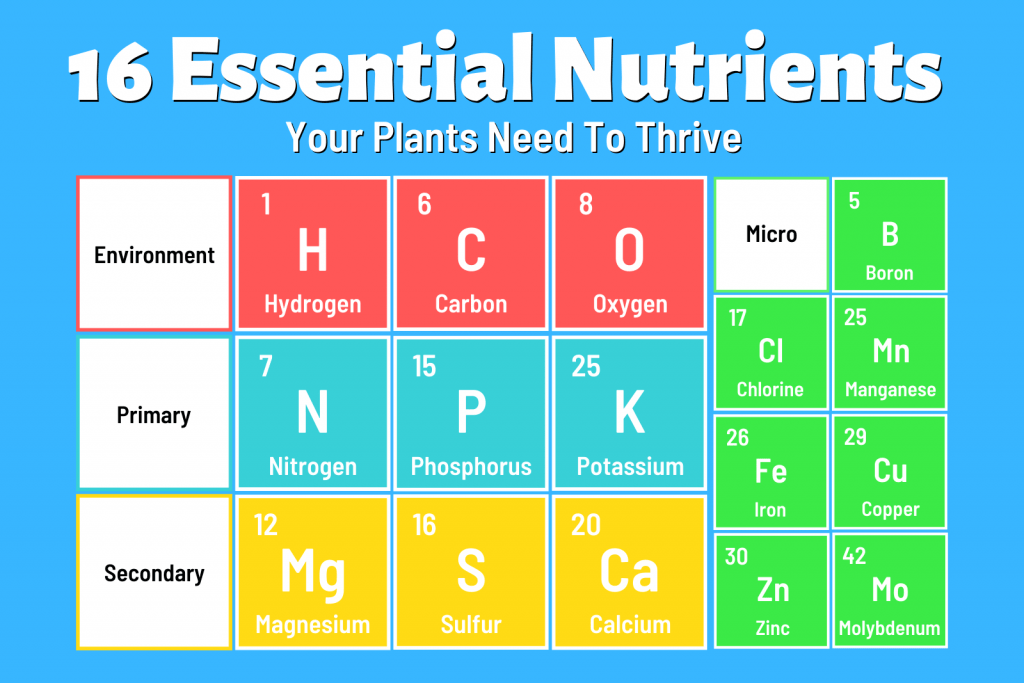 16 essential nutrients your plants need to survive