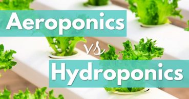 aeroponics vs hydroponics