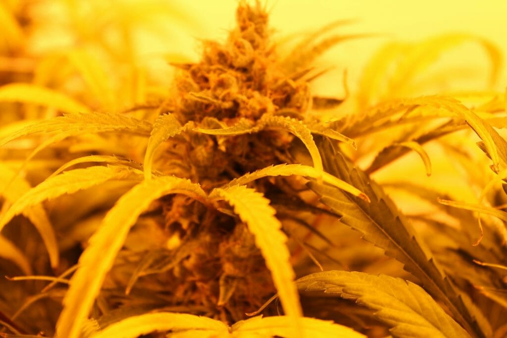 cannabis under hps grow lights