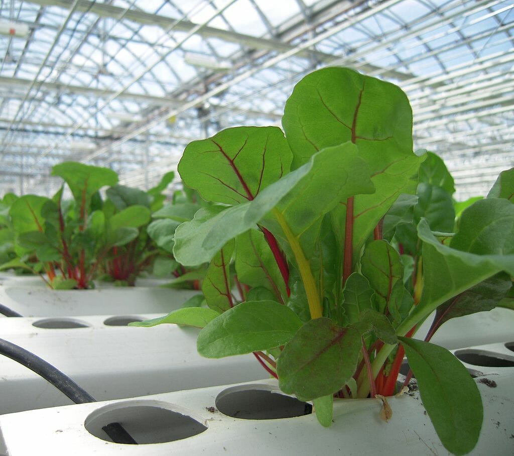 nutrient film technique nft for leafy plants