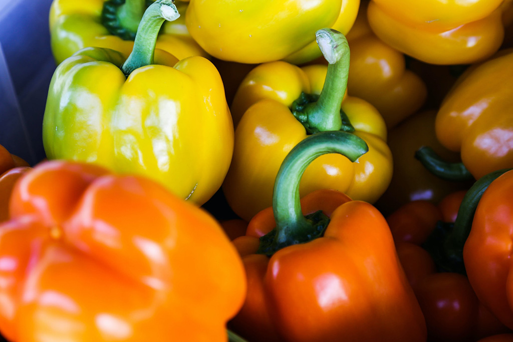 how to grow hydroponic peppers