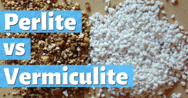 perlite vs vermiculite